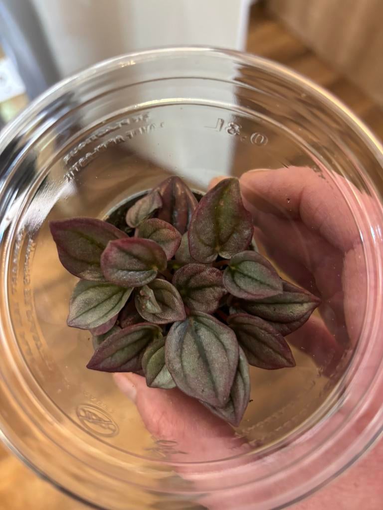 Terrariumplant Peperomia Cap Chayenne, Huis en Inrichting, Kamerplanten, Ophalen of Verzenden, Halfschaduw, Minder dan 100 cm