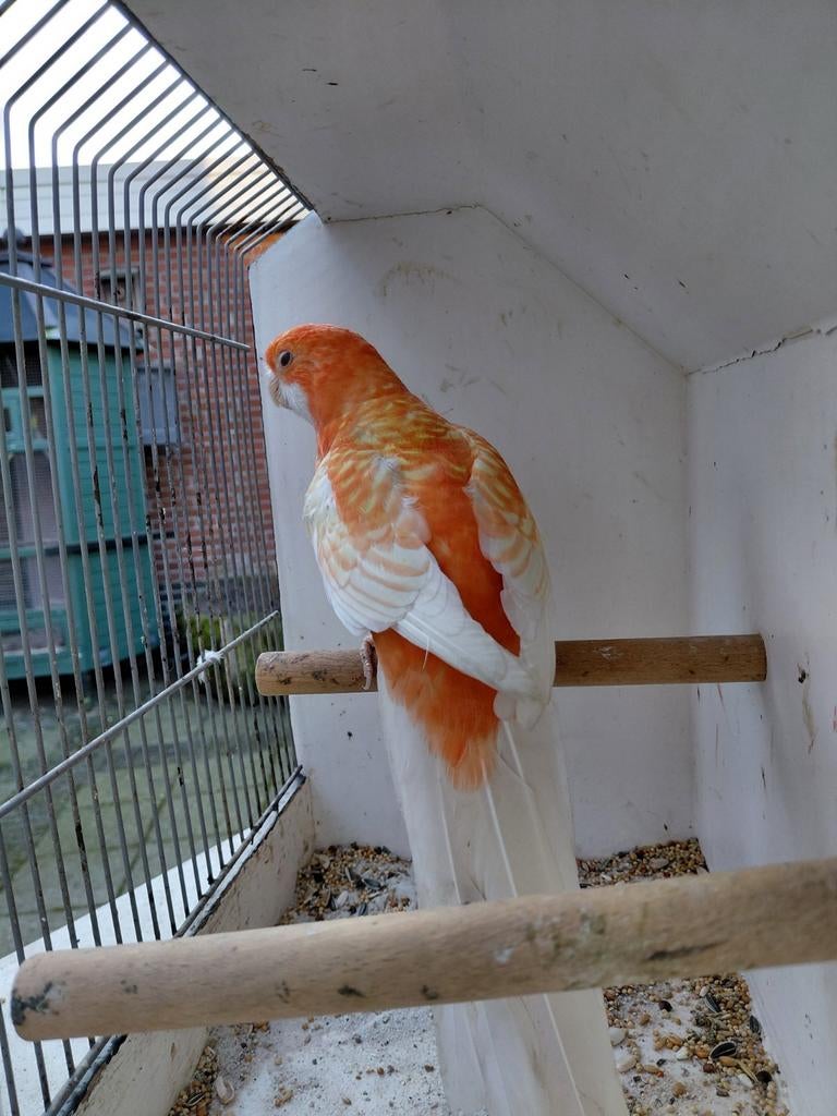 Gevraagd geel oranje lno penant pop ,of een split voor geel, Vrouwelijk, Parkiet