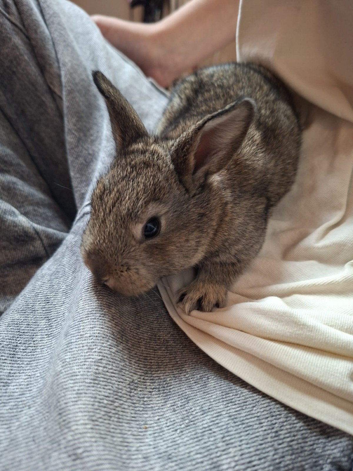 7 tame baby konijntjes te koop, Meerdere dieren, Overige typen, Tam, September