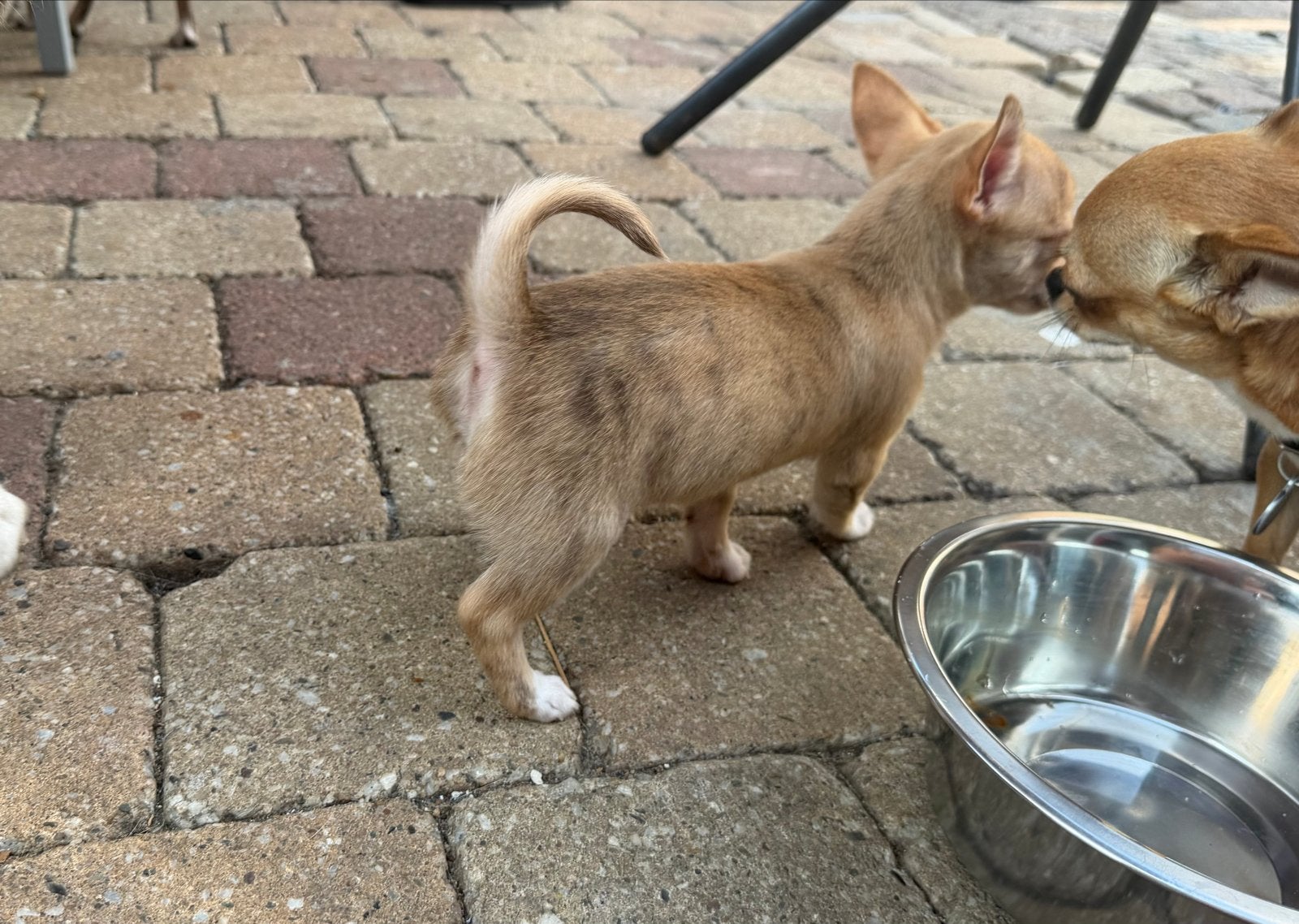 Chihuahua pups, 8 tot 15 weken, Meerdere, Meerdere dieren, Chihuahua