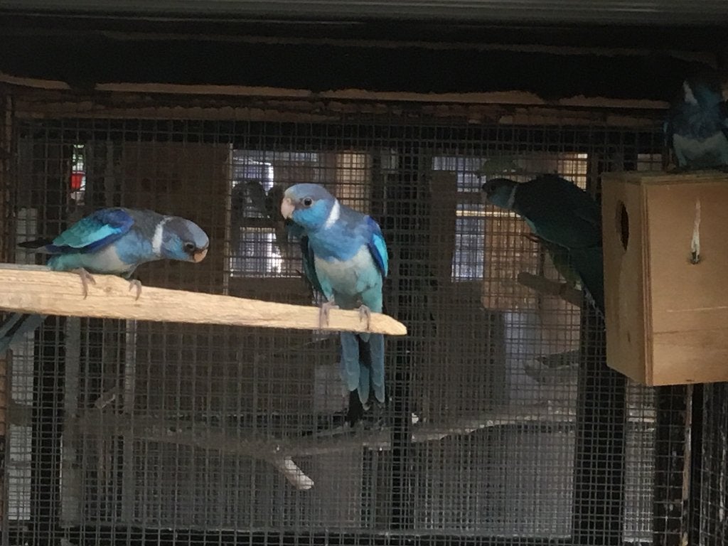 Blauwe barnards, Meerdere dieren, Dwergpapegaai of Agapornis