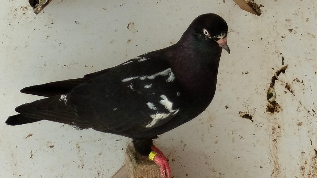 nederlandse hoogvliegers vliegtype, Dieren en Toebehoren, Vogels | Duiven, Meerdere dieren, Overige soorten