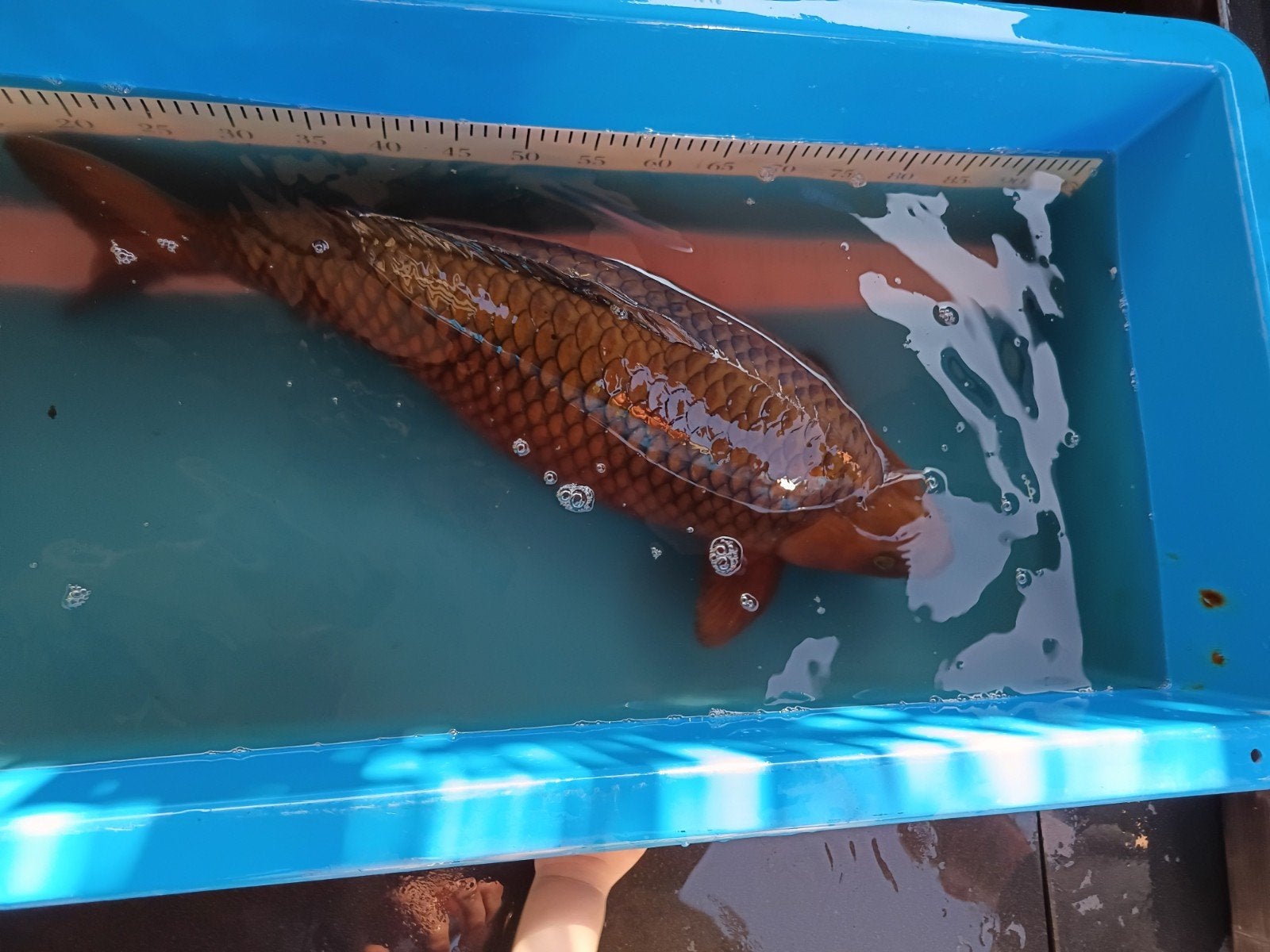 Chagoi 75 a 80 cm, Karper of Koi