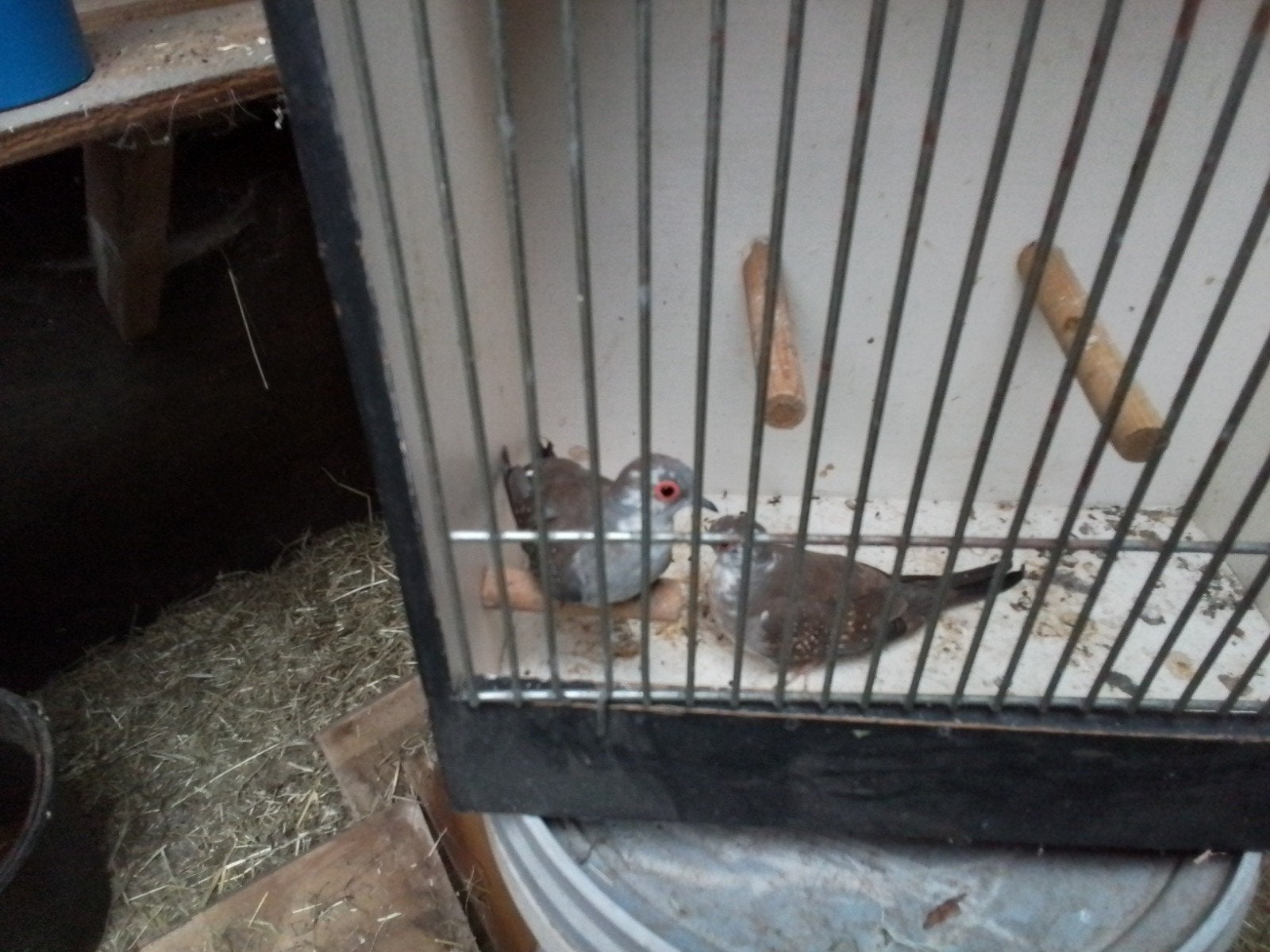 te koop 2 bonte diamand duifjes, Geslacht onbekend, Tropenvogel