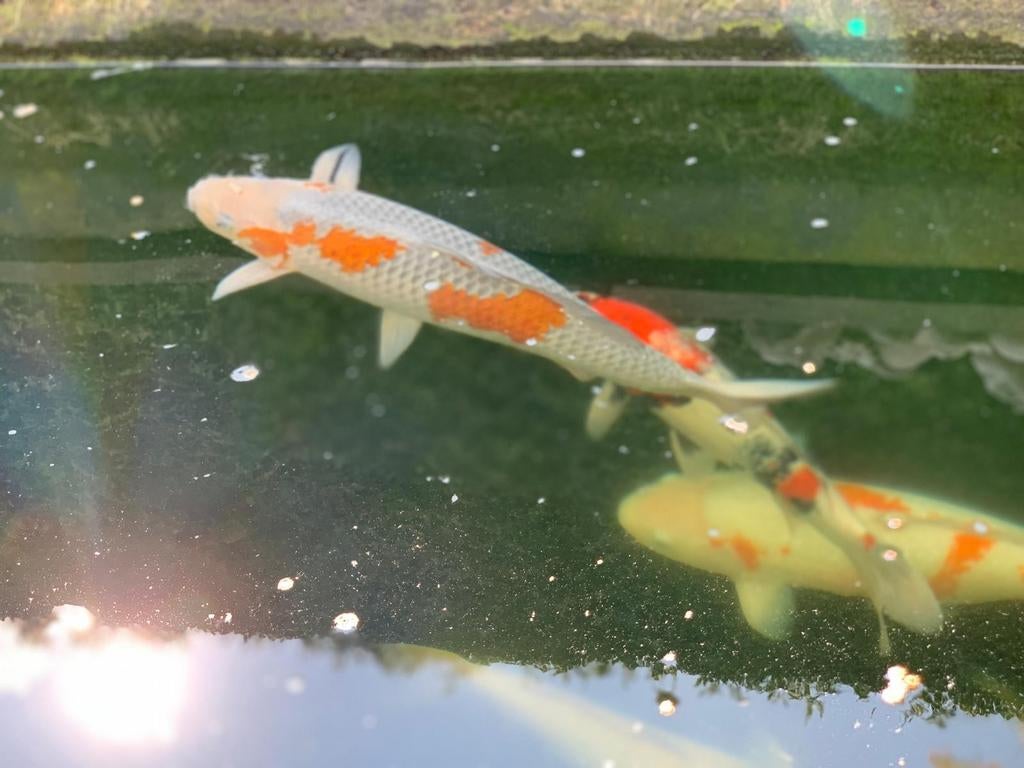 Japanse koi (Ochiba, Ogon, Kohaku, Tancho, Asagi enz), Karper of Koi
