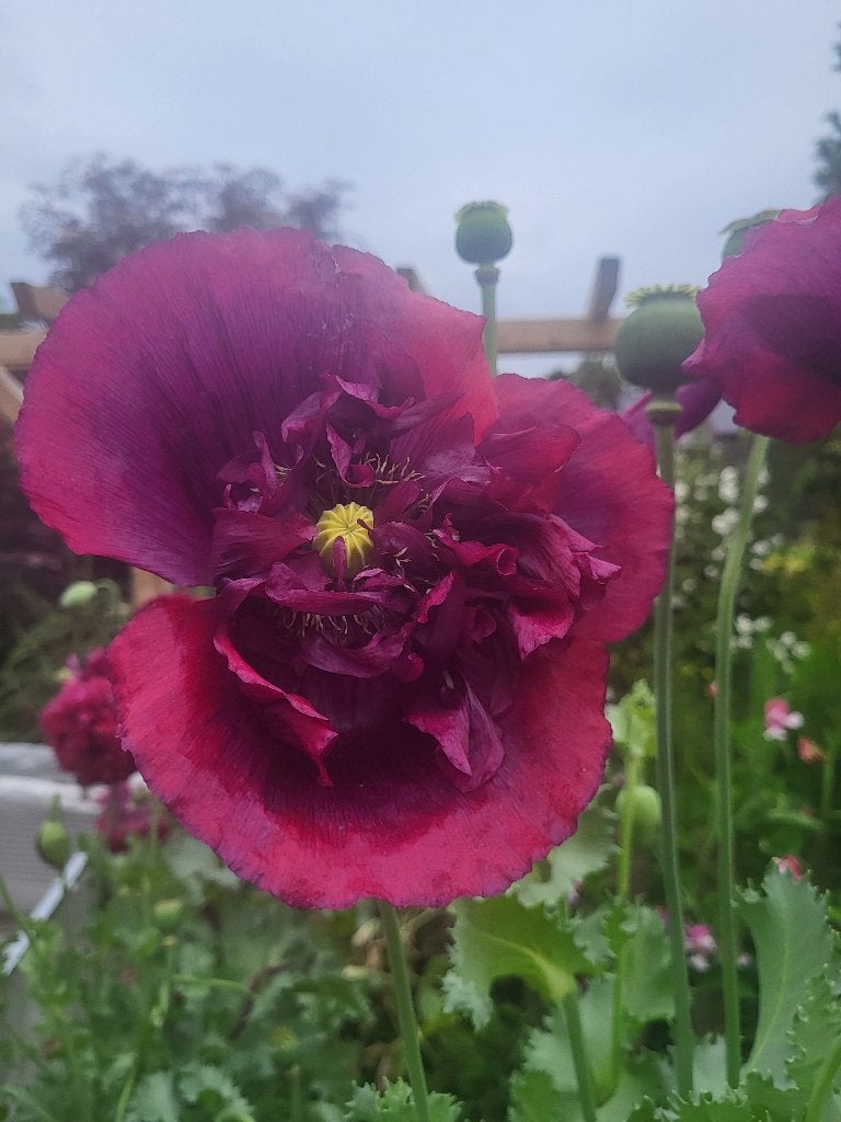 Zaden Papaver paars-rood, half gevuld, Verzenden, Volle zon