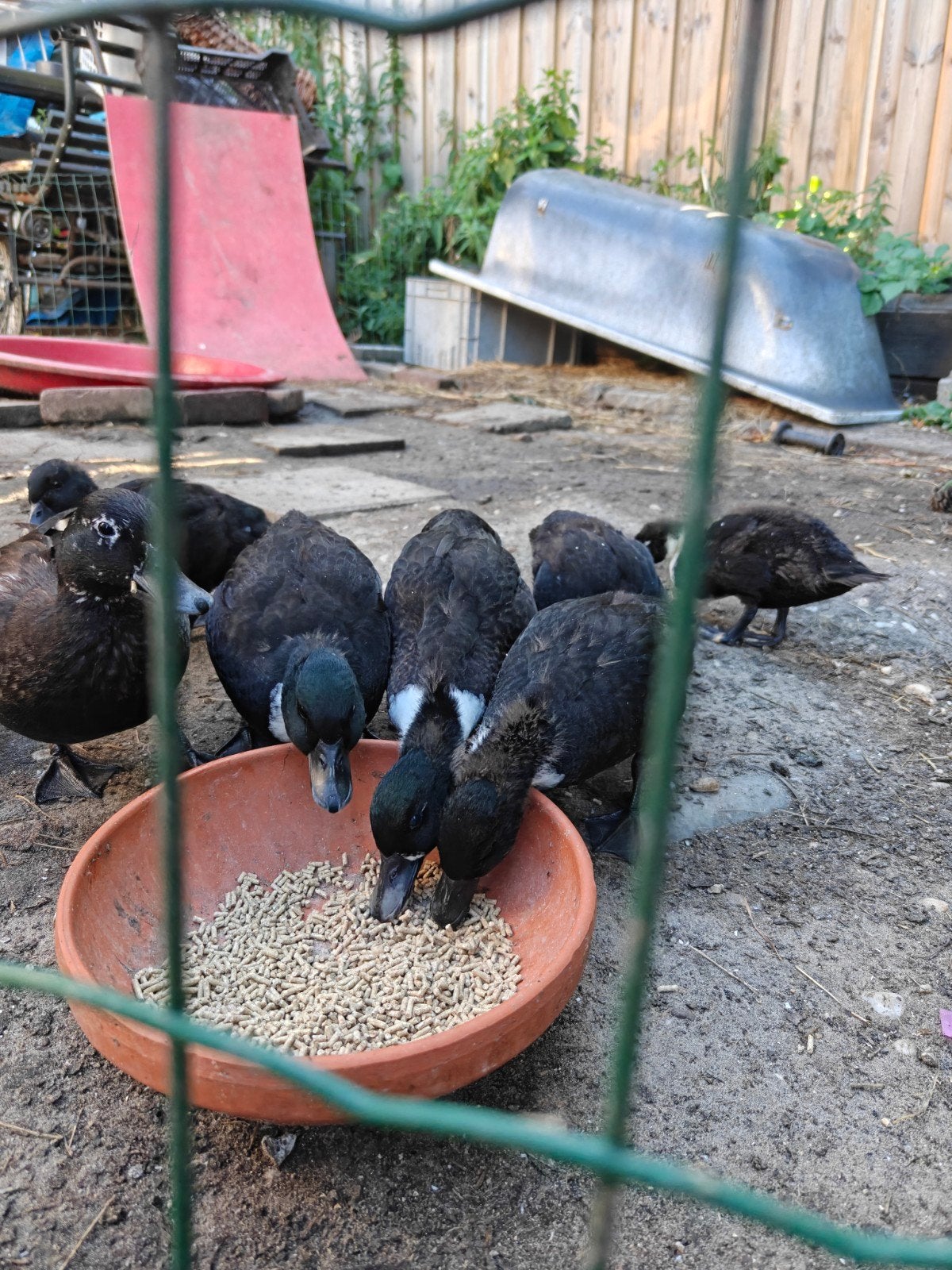 Zwart bonte kwakers kuikens, Dieren en Toebehoren, Pluimvee, Meerdere dieren, Eend