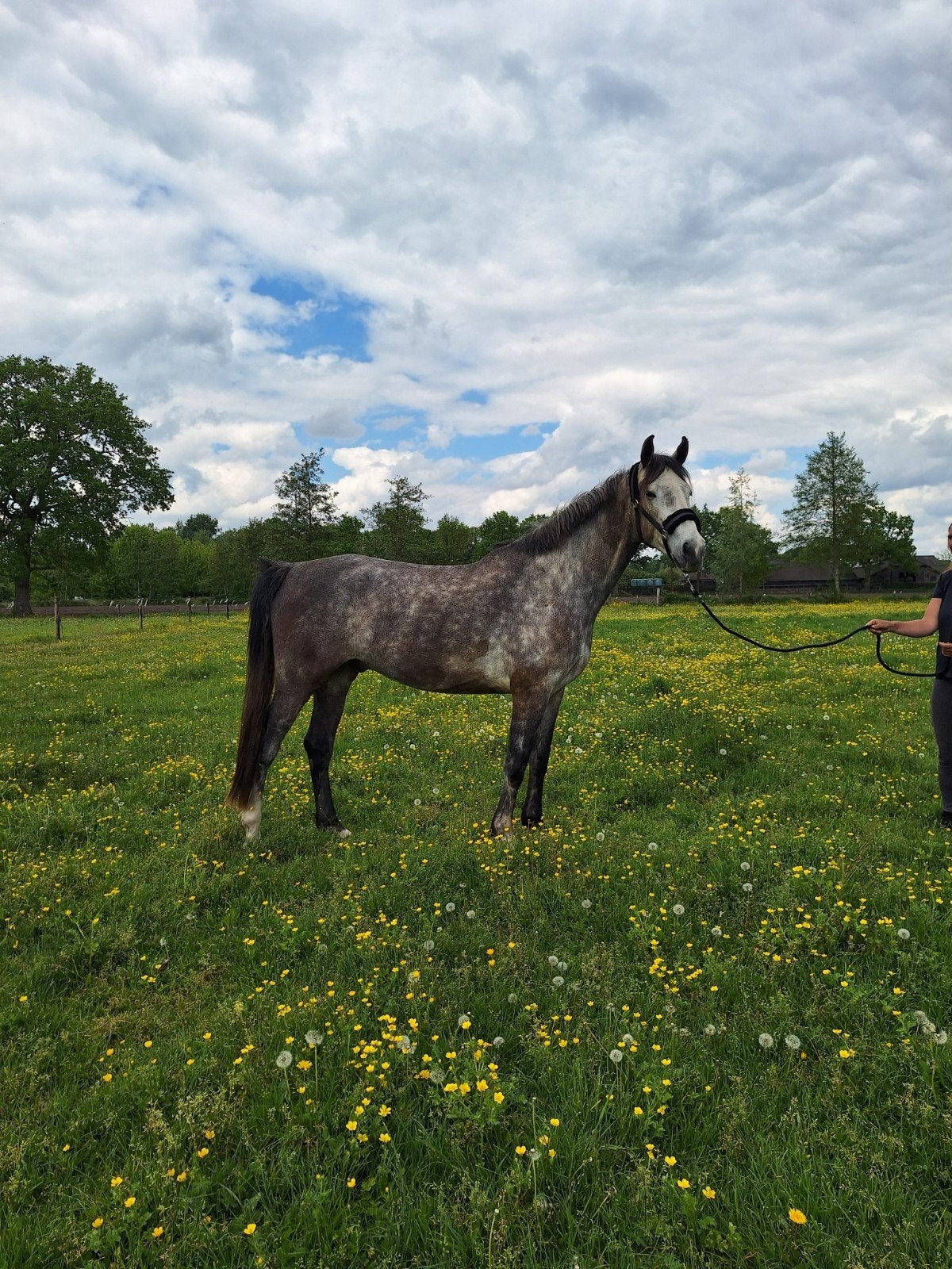 Mooie 5 jarige ruin, allround, 1.65mt, onbeleerd, Met stamboom, Ruin, Dressuurpaard, 3 tot 6 jaar