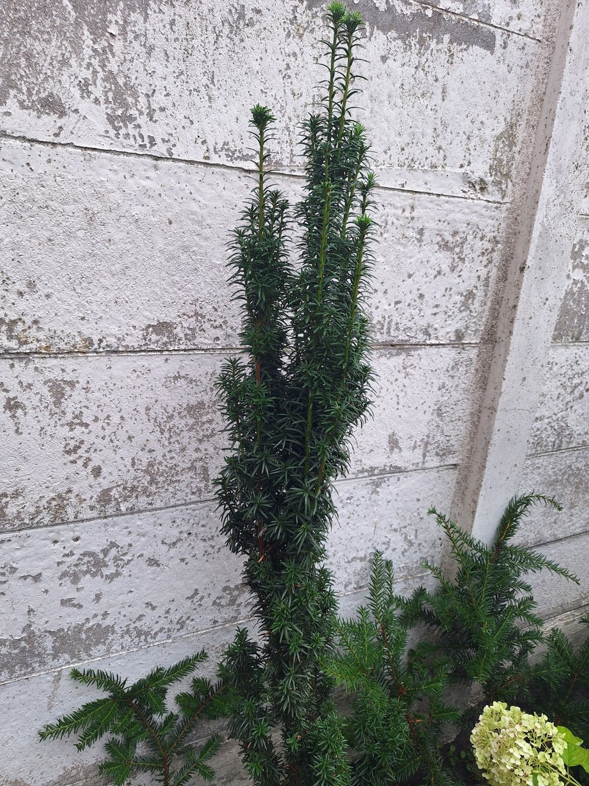 Zuil Taxus 1.50m hoog, Ophalen, Bloeit niet, Overige soorten, Volle zon