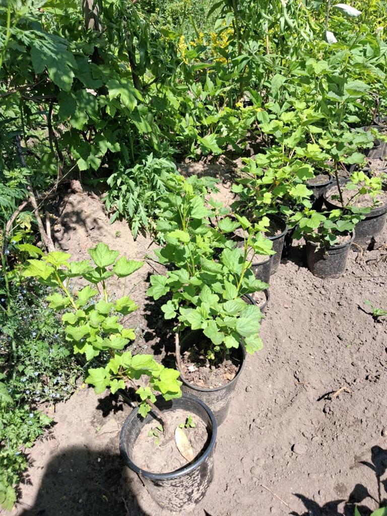 Jostabes struikjes uit stek vermeerderd, Ophalen, Vaste plant, Halfschaduw, Fruitplanten