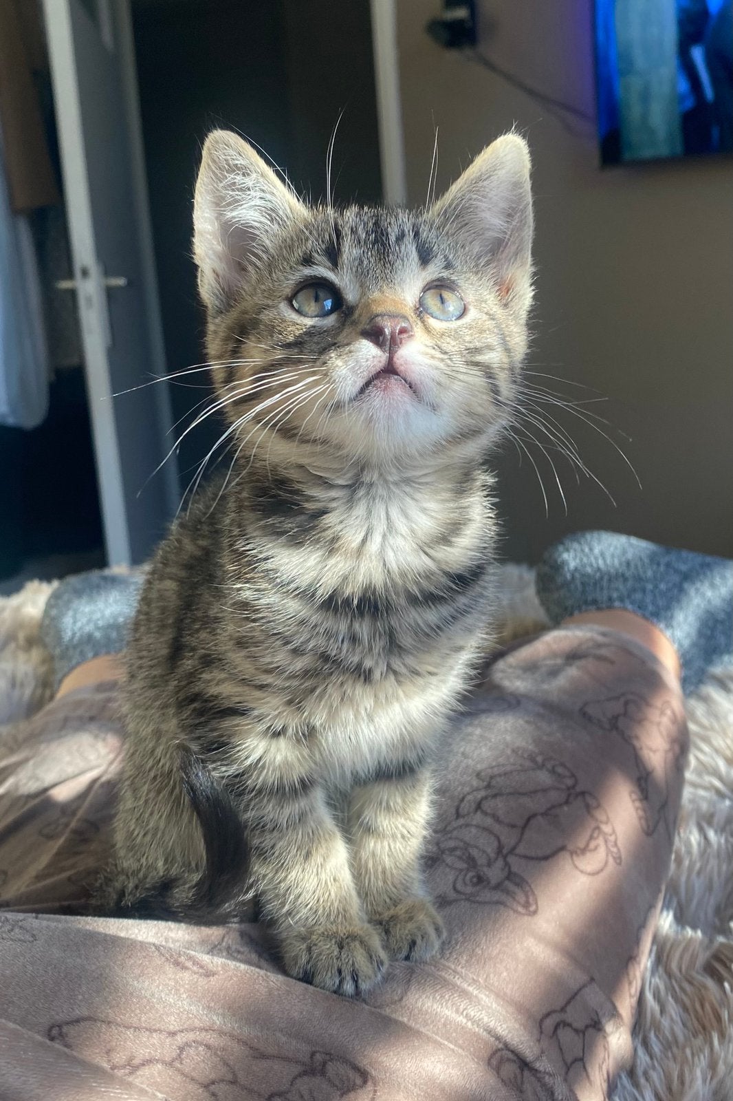 Lieve katertje zoekt een nieuw thuis
