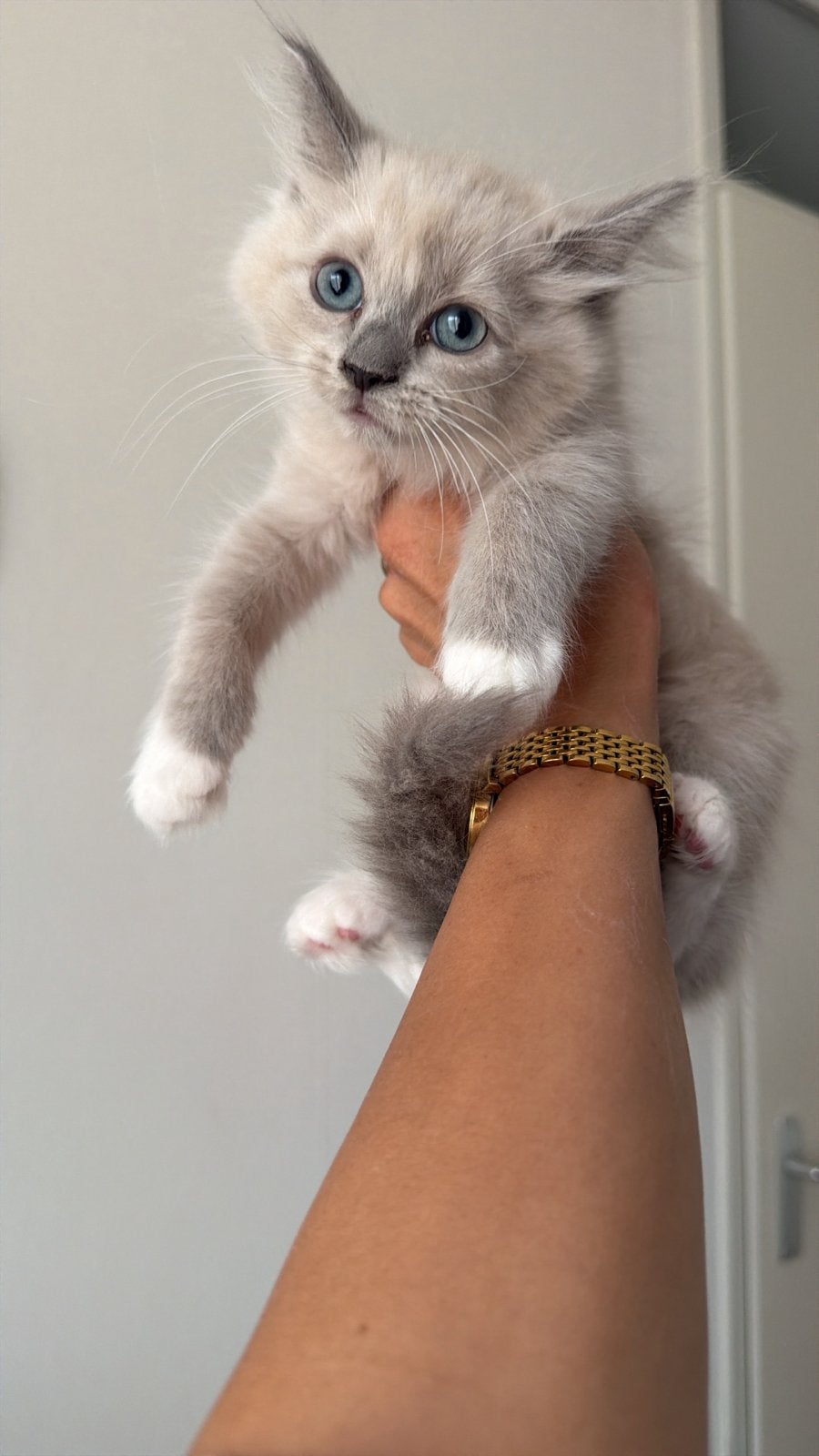 ragdoll kittens  raszuiver, Dieren en Toebehoren, Katten en Kittens | Raskatten | Langhaar, Meerdere dieren, Ontwormd