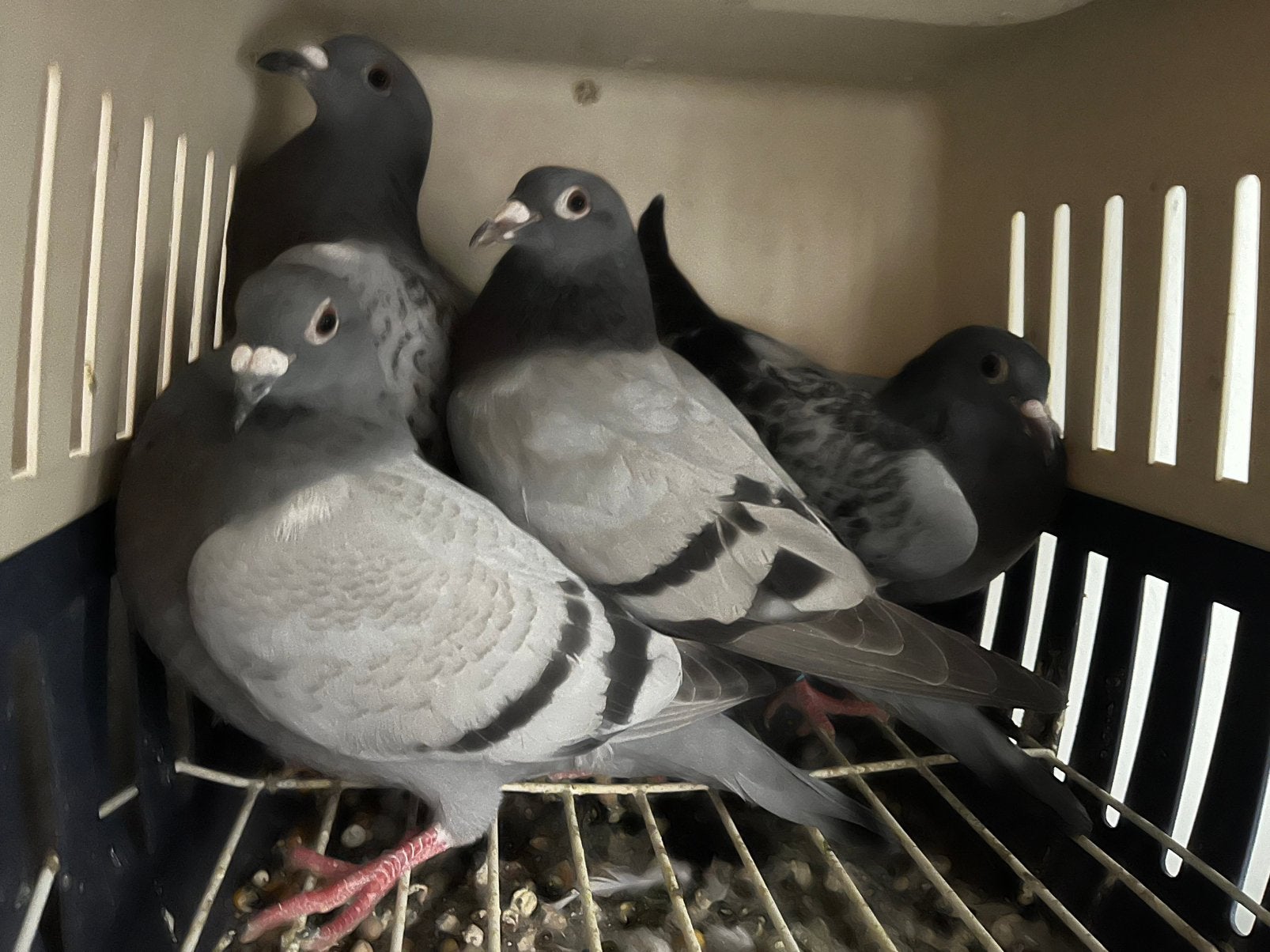 PostDuiven, Dieren en Toebehoren, Vogels | Duiven, Meerdere dieren, Postduif