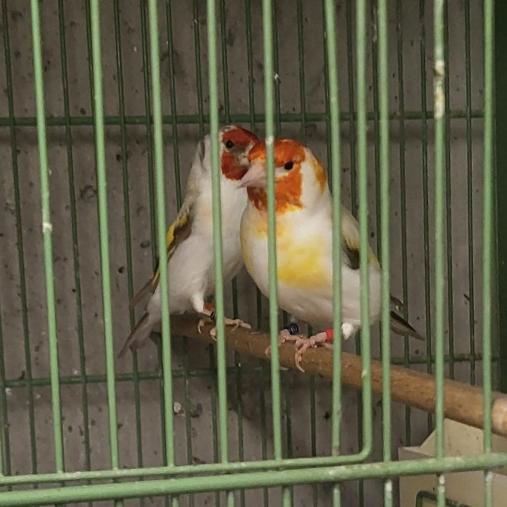 Majoor putters koppel (isabel), Dieren en Toebehoren, Vogels | Overige Vogels, Wildzangvogel, Meerdere dieren, Geringd