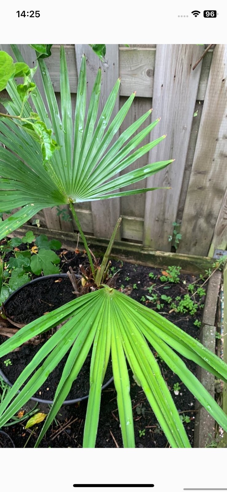 Trachy carpus in groot pot, Ophalen, Overige soorten, Volle zon