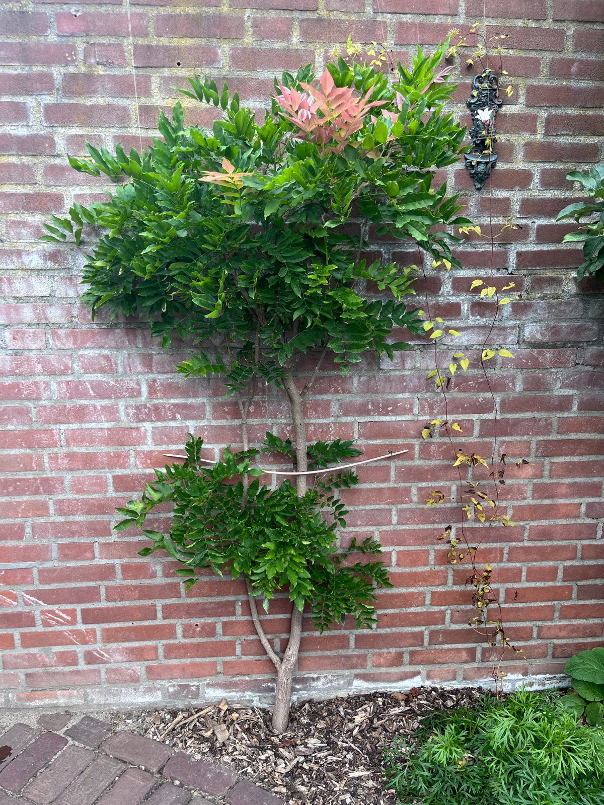 Blauwe regen, Vaste plant, Halfschaduw, Winter, Ophalen