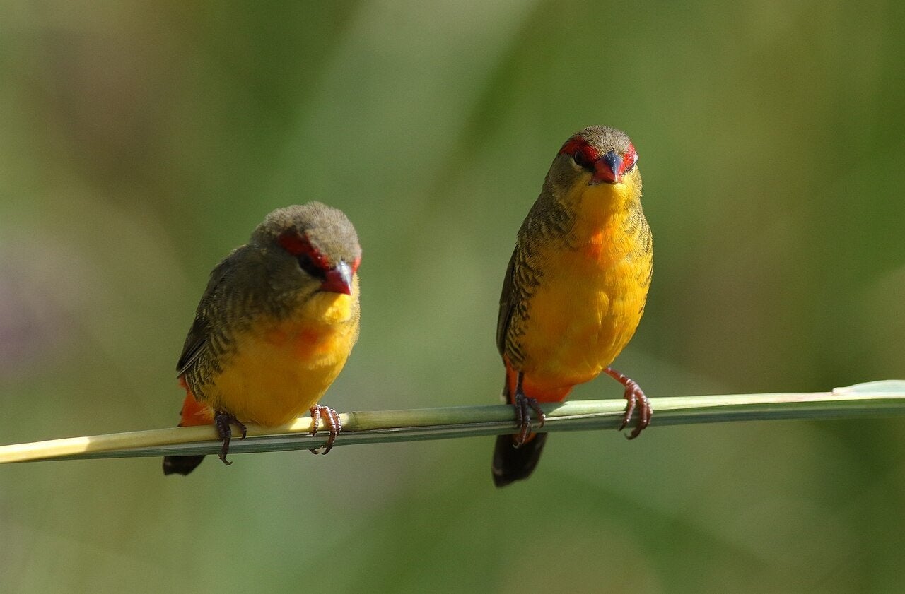 koppel Goudbuikjes beschikbaar, Meerdere dieren, Tropenvogel