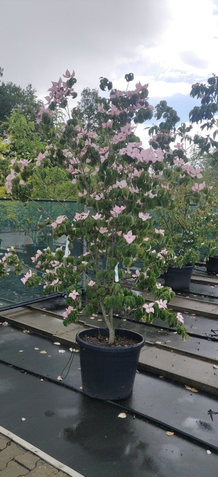 Waanzinnige meerstammige Cornus kousa 'Rosy Teacups', Tuin en Terras, Planten | Bomen, Ophalen of Verzenden