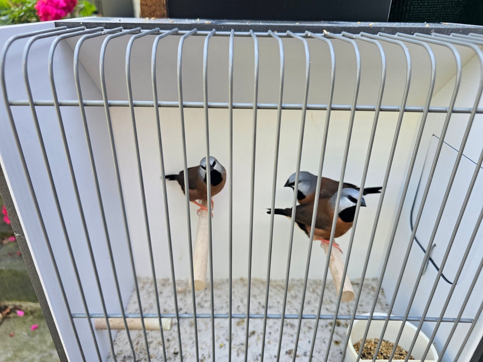 1-2 gordelgrasvinken, Meerdere dieren