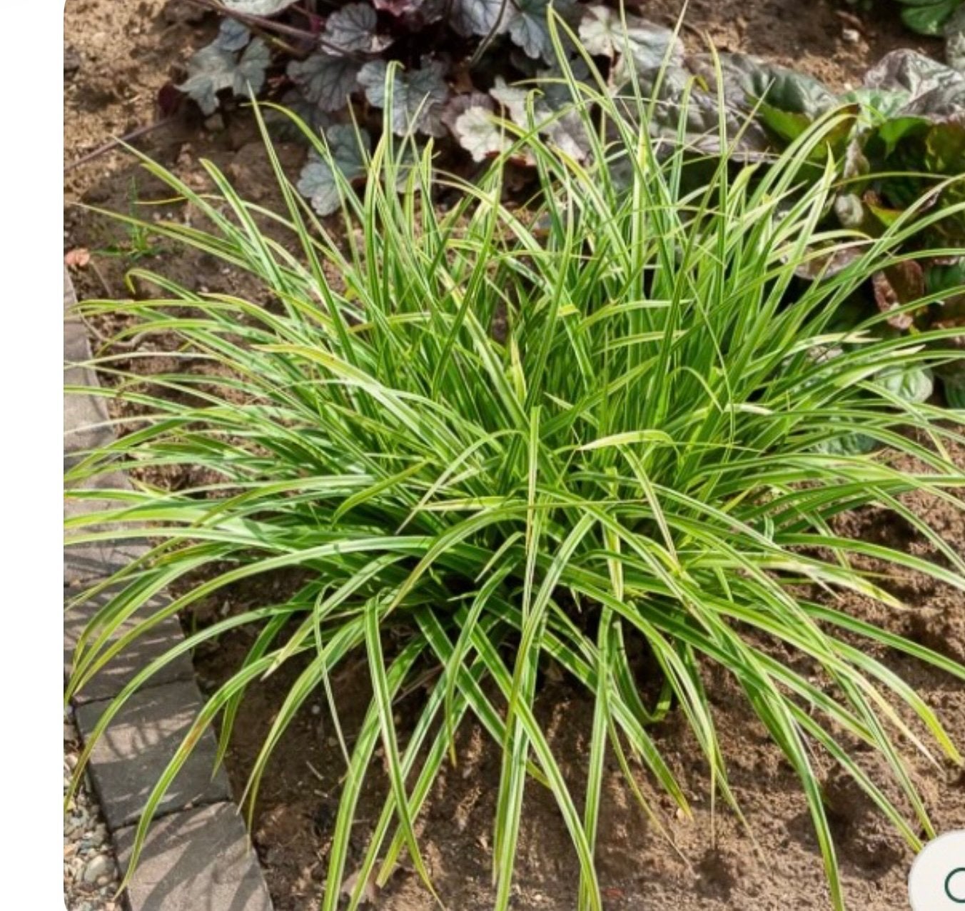Carex, Tuin en Terras, Planten | Tuinplanten, Overige soorten, Halfschaduw, Ophalen