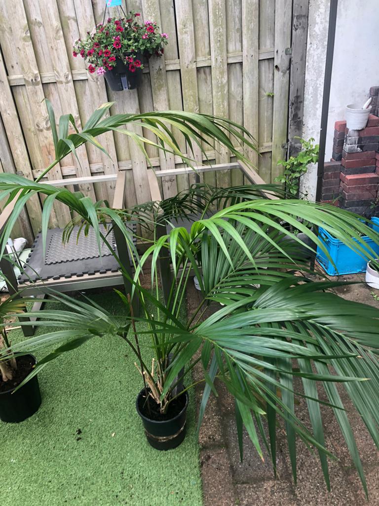 Pallem bomen, Ophalen of Verzenden, Eenjarig, Overige soorten, Volle zon