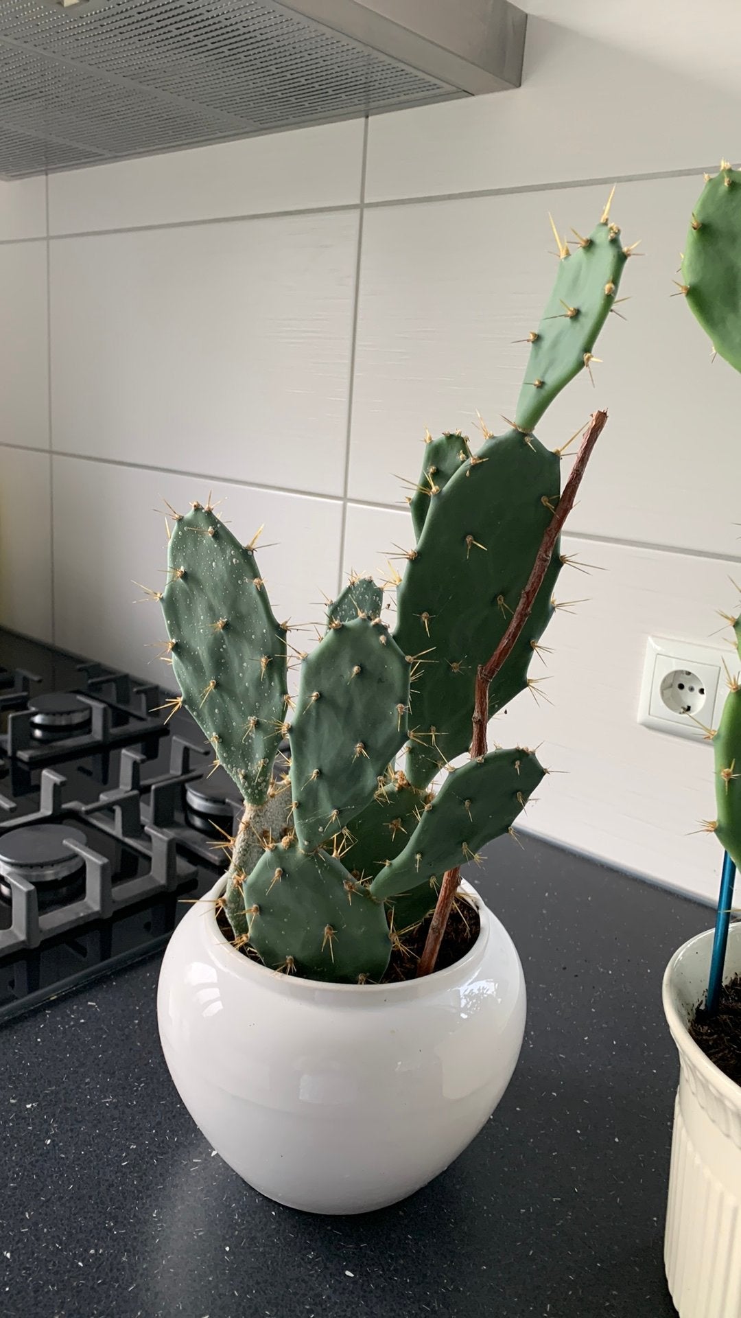 Cactus plant met pot €10, Huis en Inrichting, Ophalen, Cactus, Volle zon, Minder dan 100 cm