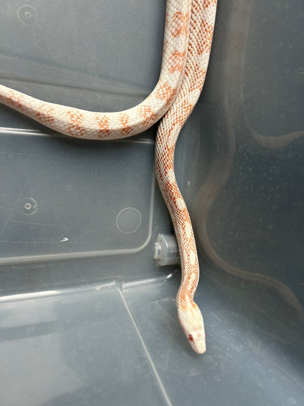 Korenslang te koop Corn Snake - female for sale from Meens
