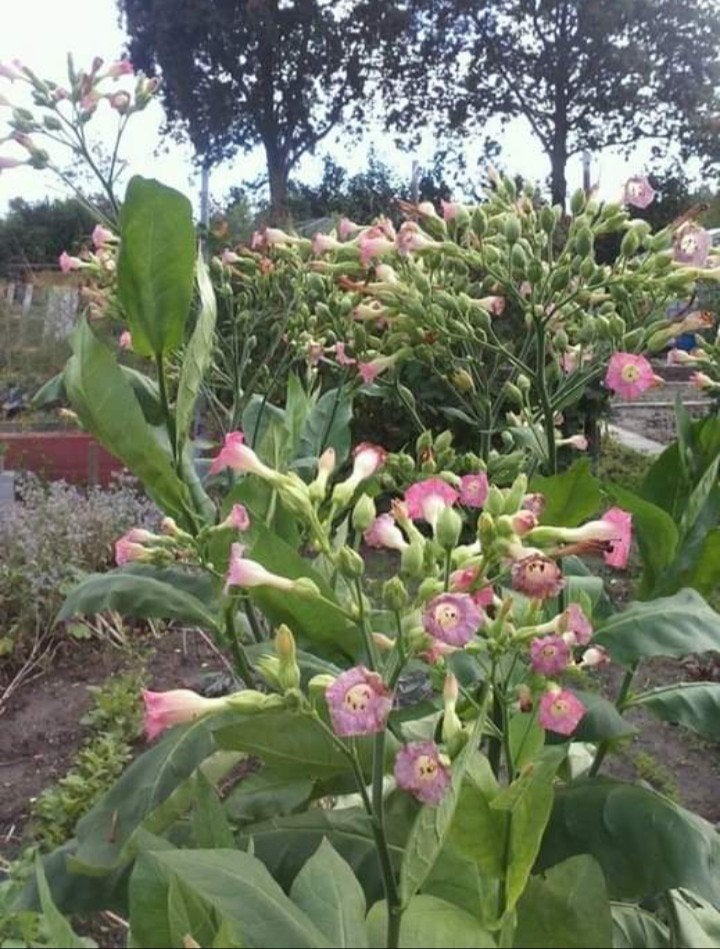 Nicotiana tabacum Havana  - Tabaksplant zaden, Tuin en Terras, Ophalen of Verzenden, Voorjaar, Volle zon, Zaad