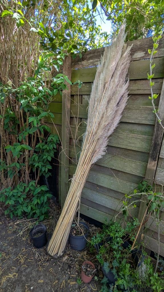 Grote bos gedroogd pampasgras voor decoratie, Ophalen, Volle zon, Vaste plant, Siergrassen