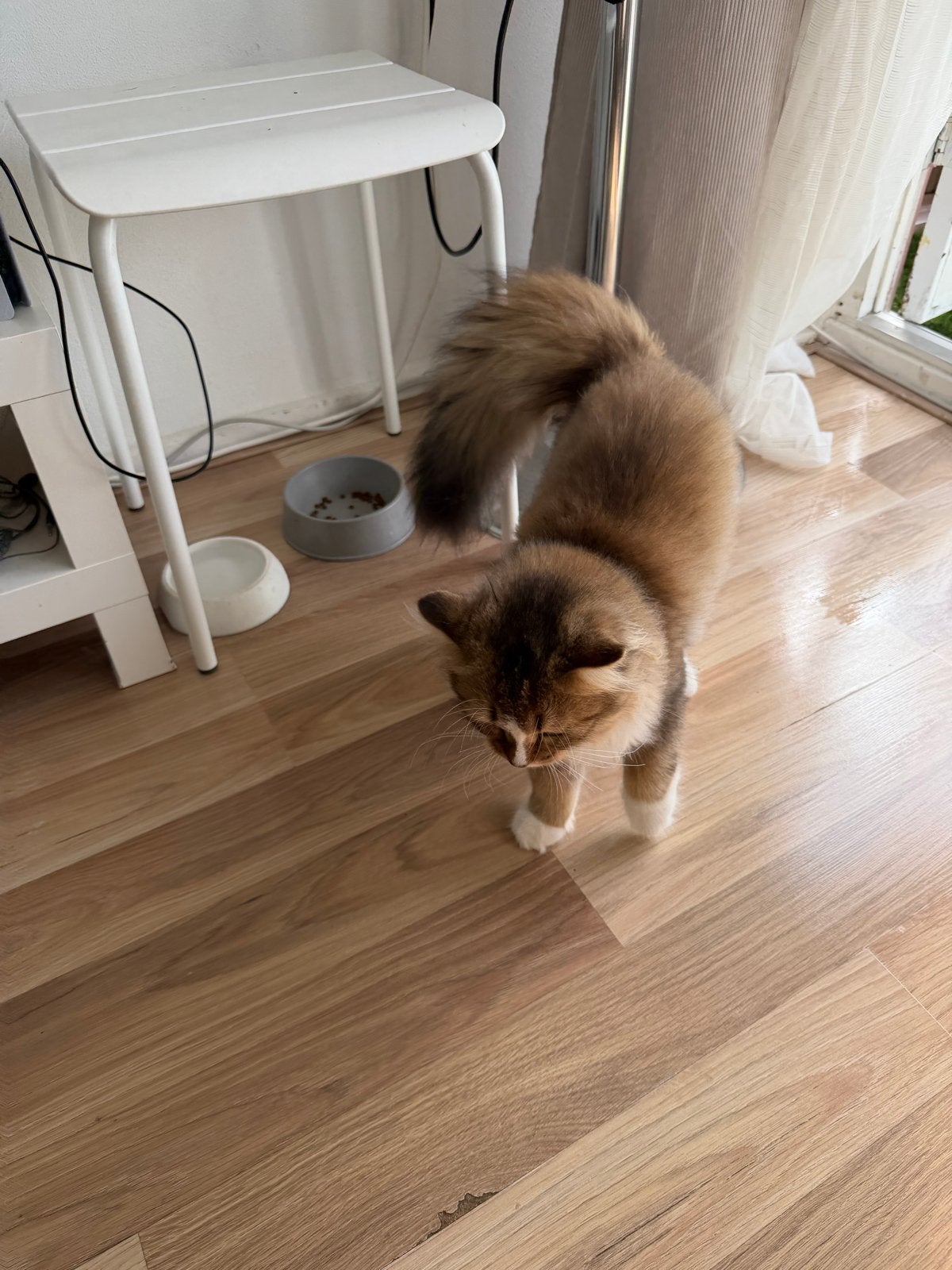 Kat, Kater