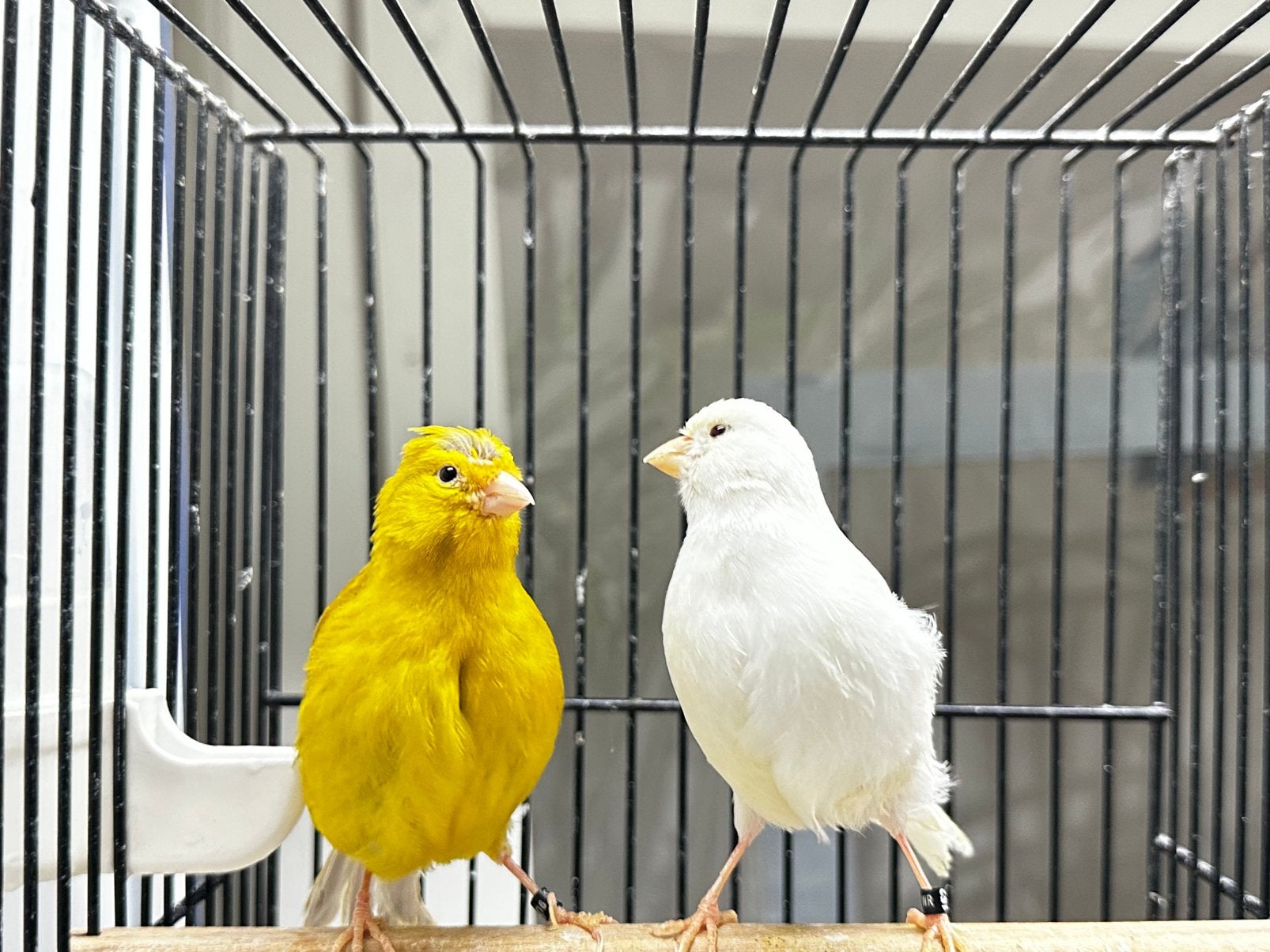 Fife Fancy Kanaries, Meerdere dieren, Postuurkanarie