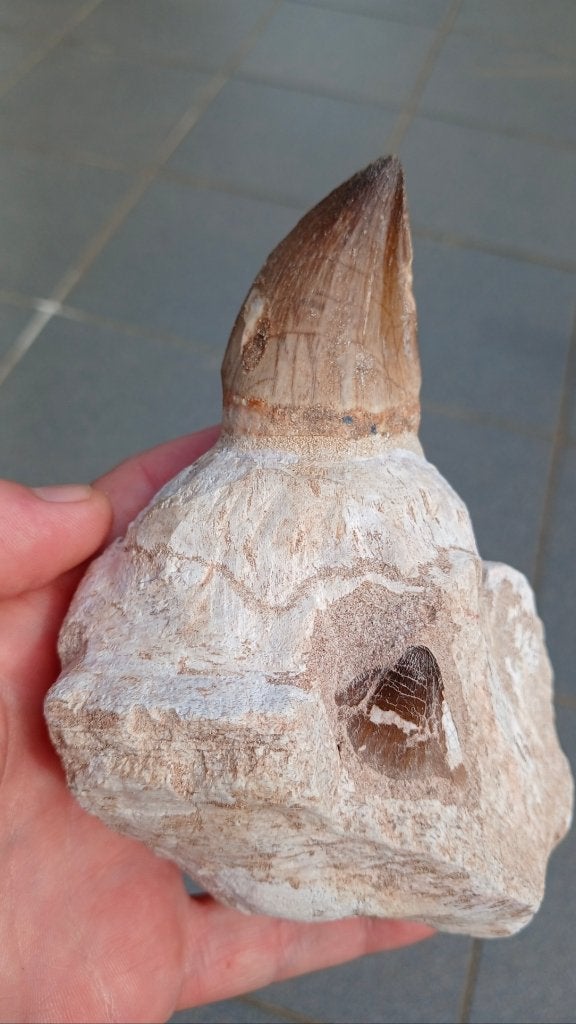 Mosasaurus kaak uit Marokko dinosaurus fossielen, Verzamelen, Ophalen of Verzenden, Fossiel