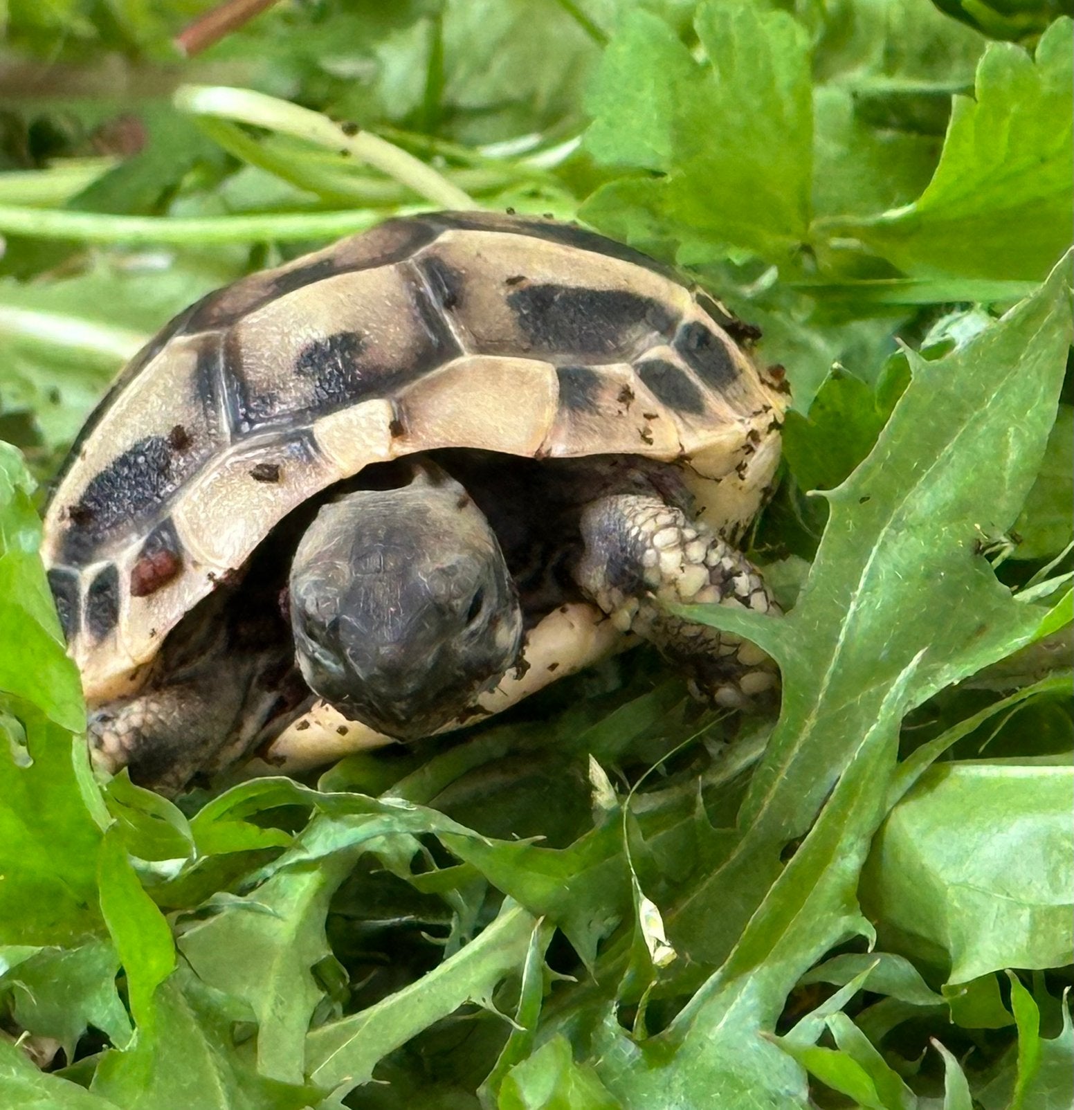 Prachtige, gezonde Griekse Landschildpadden. Nakweek 2026 ! Tortoise photo 2