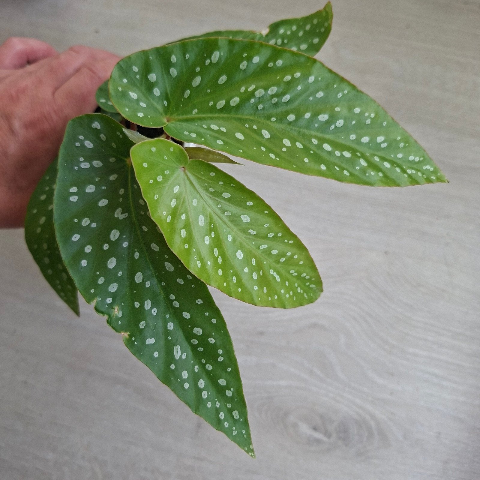 Begonia albopicta plant, Ophalen of Verzenden, Halfschaduw, Minder dan 100 cm