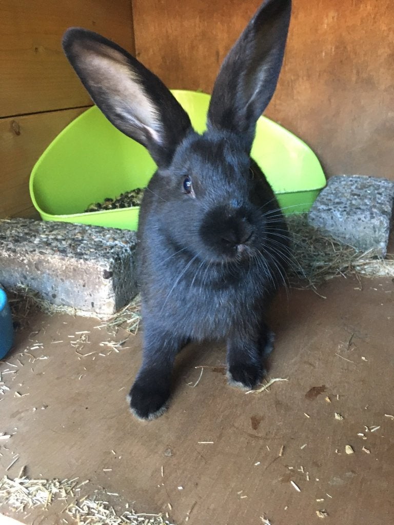 Konijntje (Ingeent - 8 weken oud), Dieren en Toebehoren, Konijnen, Meerdere dieren, Middelgroot, 0 tot 2 jaar