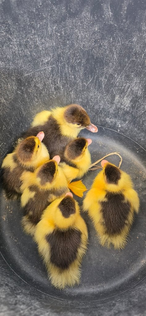 Baby muskuseenden, Dieren en Toebehoren, Geslacht onbekend, Eend