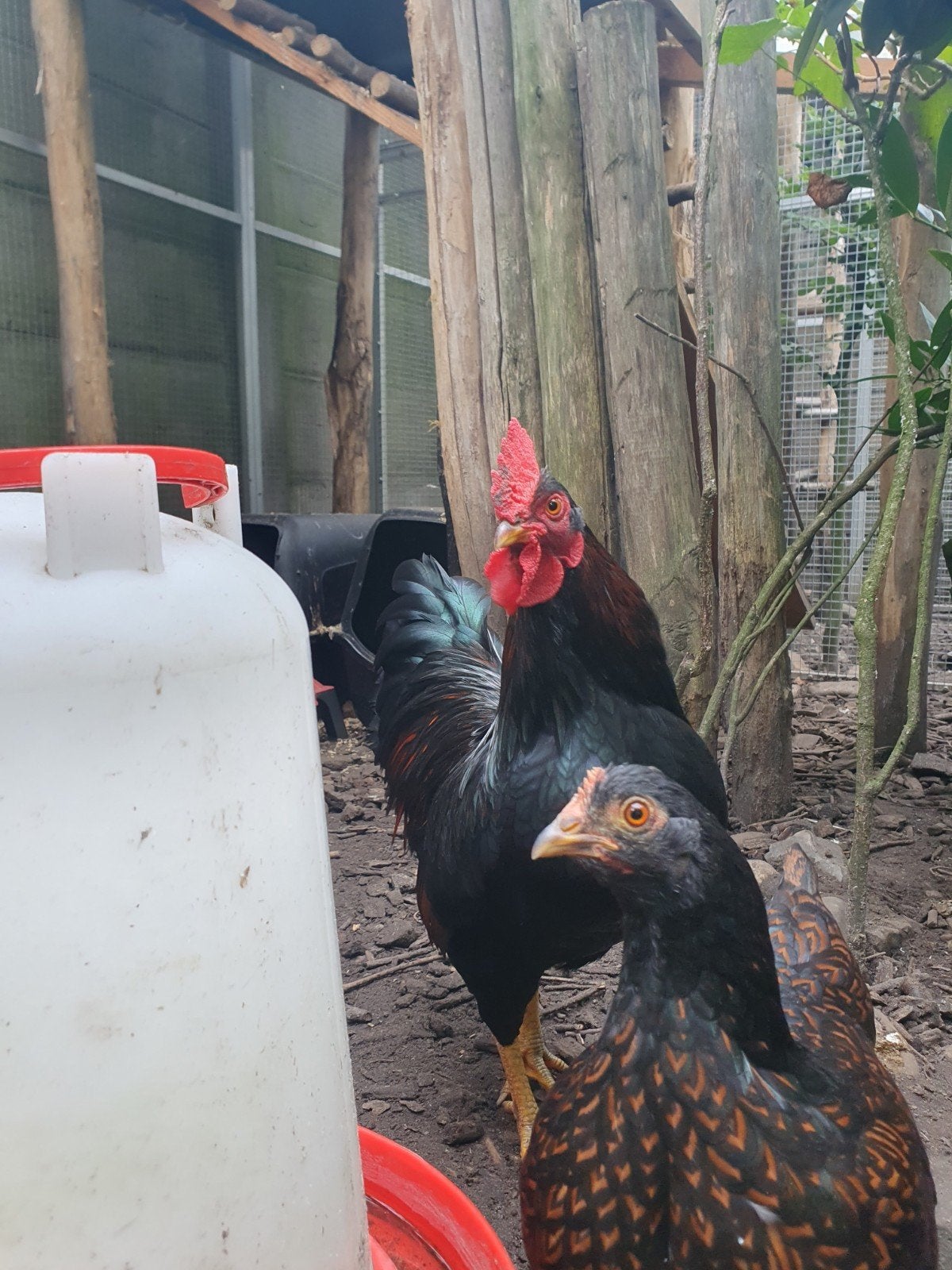 raszuivere krielhaan van dit jaar, Dieren en Toebehoren