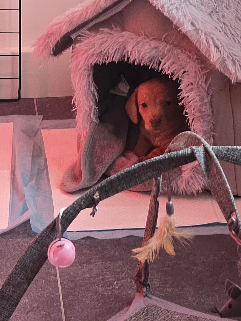 Dwergteckel pup cream blond kortharig, Dieren en Toebehoren, Honden | Teckels en Dashonden, Parvo, Reu, 8 tot 15 weken, Korthaar