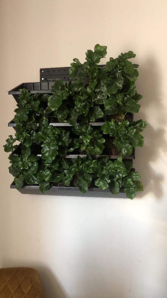 Planten wand, Zo goed als nieuw, Kunststof, Binnen, Ophalen