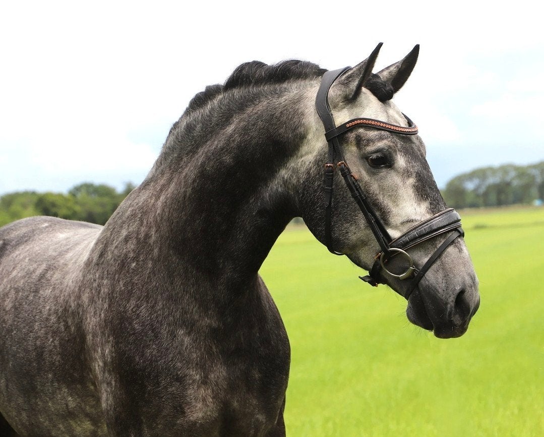 Prachtige pre andalusier cruzado's, Dieren en Toebehoren, Paarden, Meerdere dieren, Met stamboom, 3 tot 6 jaar