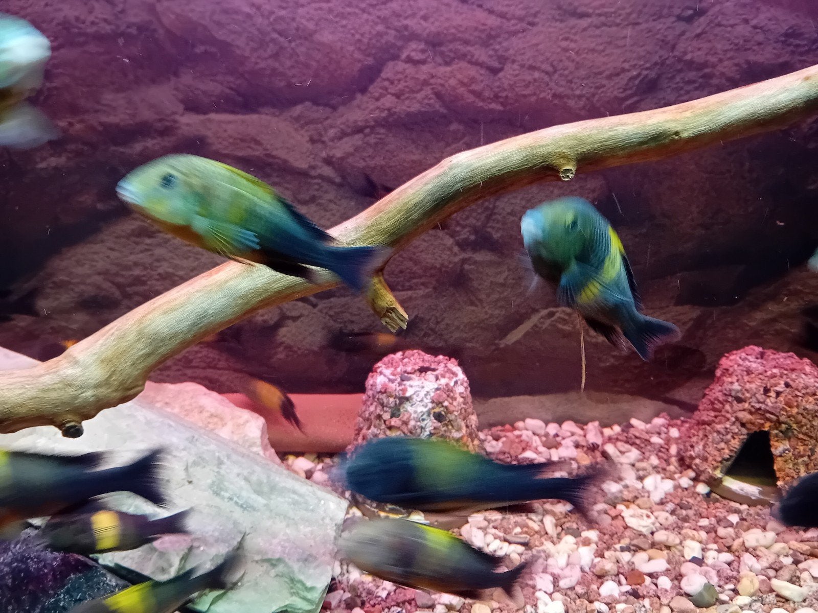 tropheus ikola cichliden 10 stuk, Dieren en Toebehoren, Vis