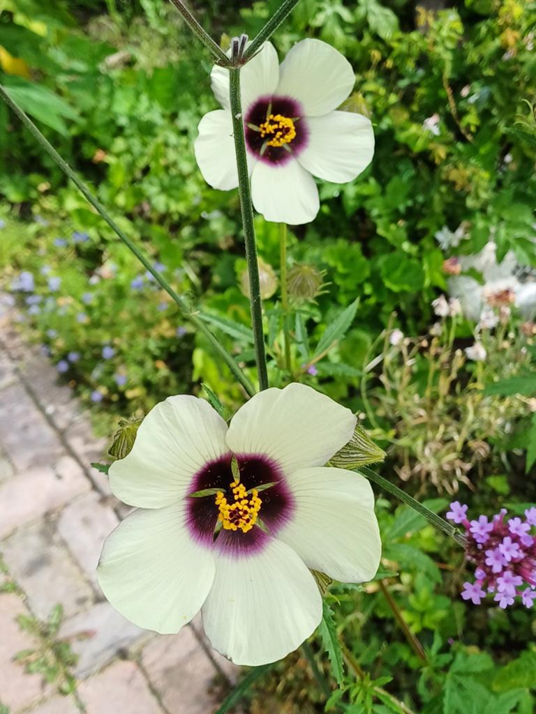 Hibiscus Cannabinus, Ophalen of Verzenden, Voorjaar, Volle zon, Zaad