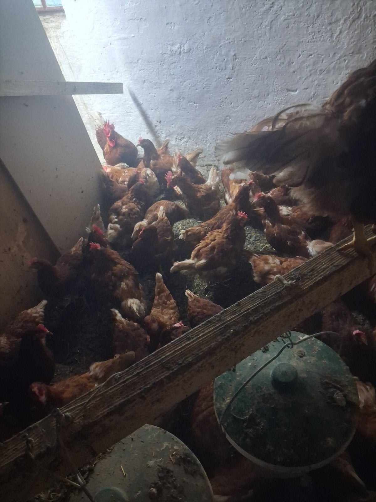 Leg hennen €4 euro per stuk, Dieren en Toebehoren, Hagedis, 0 tot 2 jaar