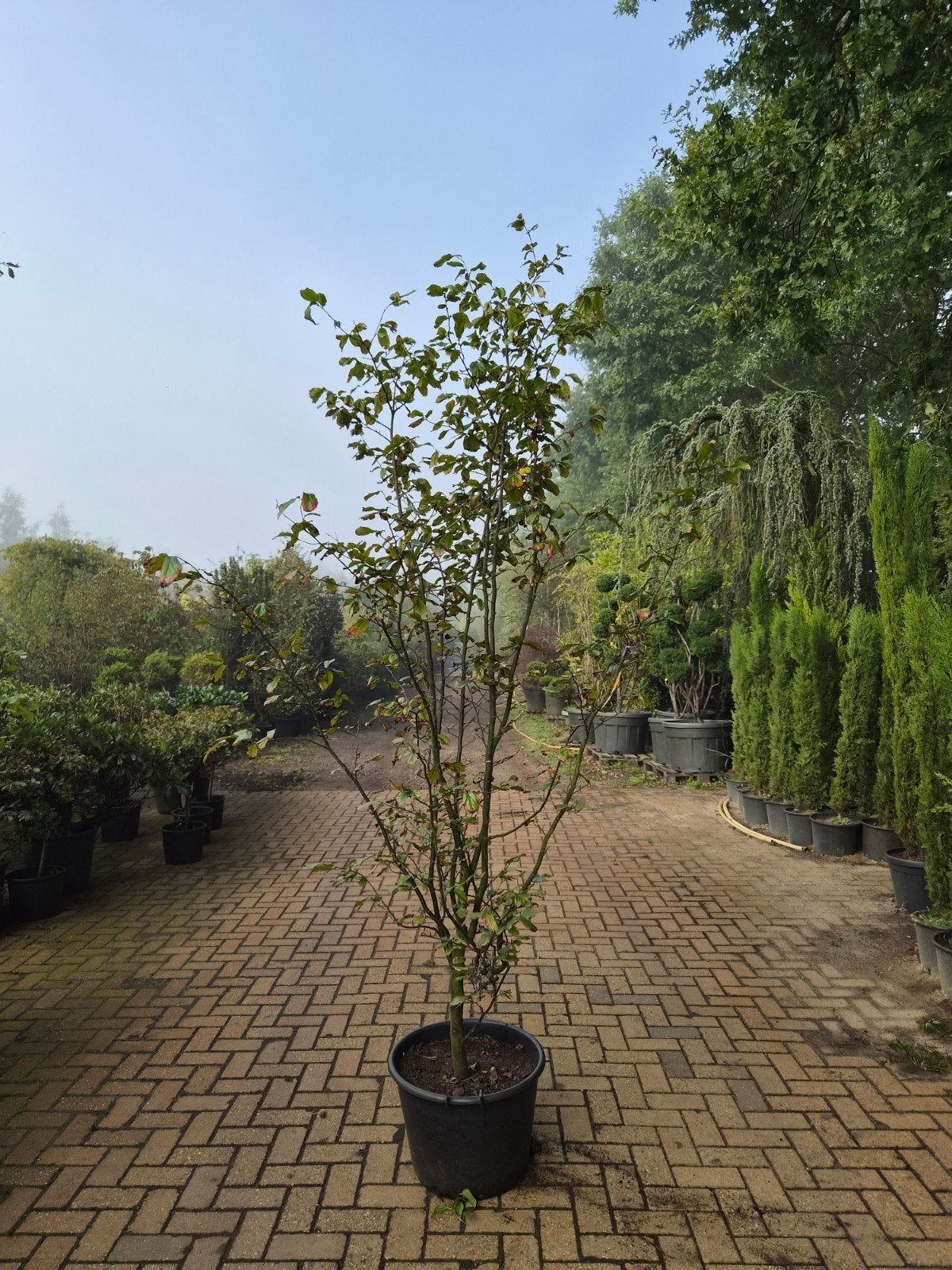 Parrotia Persica - Perzisch IJzerhout, Tuin en Terras, Overige soorten, Lente, 250 tot 400 cm, Ophalen