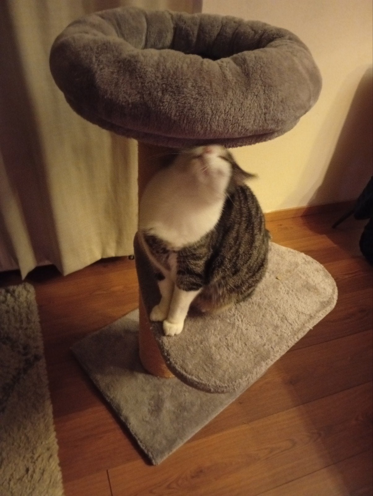 kattenklimpaal, Dieren en Toebehoren, Ophalen