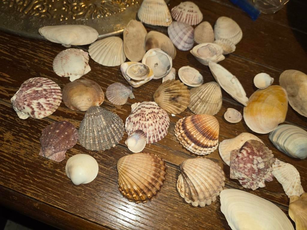 Schelpen verzameling, Verzamelen, Mineralen en Fossielen, Ophalen of Verzenden, Schelp(en)