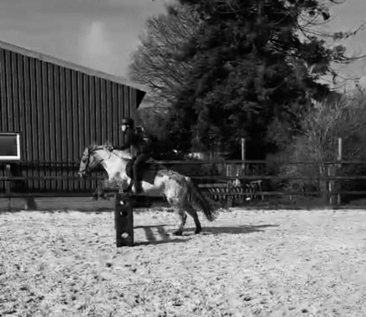 Lease paard GEZOCHT!, Ophalen of Verzenden, Nieuw