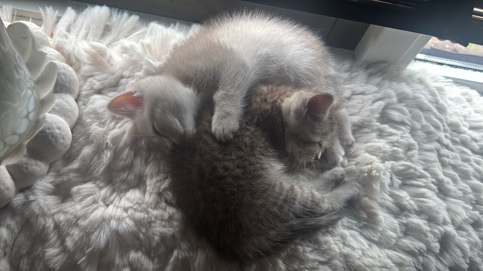 Britse korthaar kittens 12 april geboren., Dieren en Toebehoren, Katten en Kittens | Overige Katten, Meerdere dieren, Kortharig