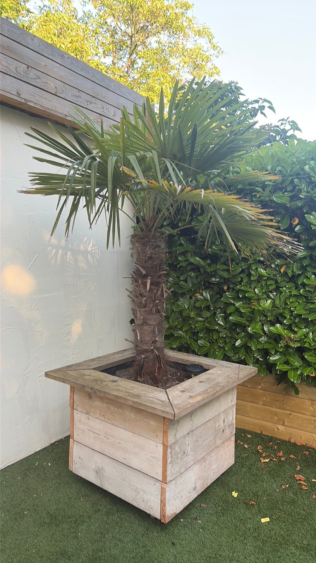 Palmboom in bak, 100 tot 250 cm, Zomer, Palmboom, Ophalen