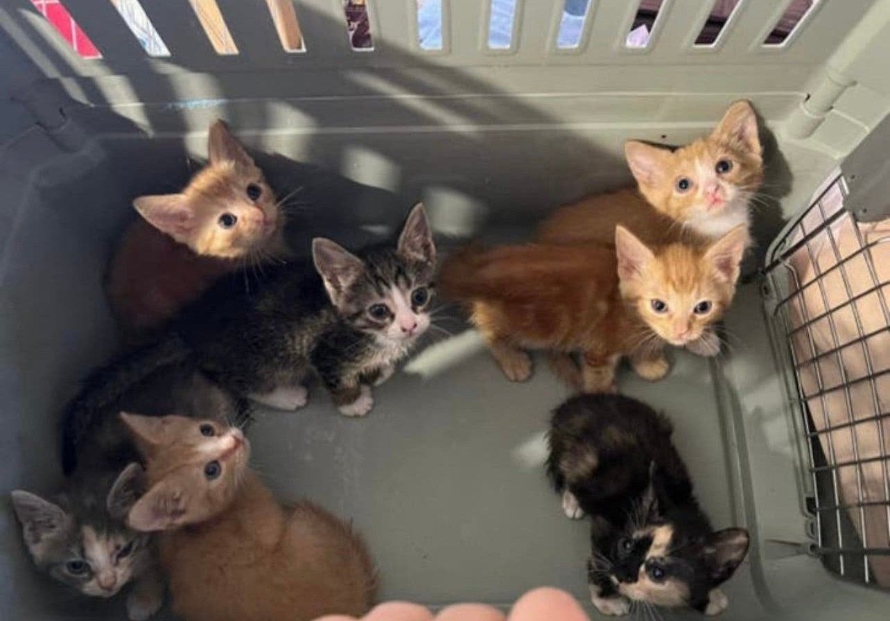 Kittens, Meerdere dieren